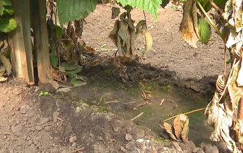 Dried-up strawberry leaves in Central California